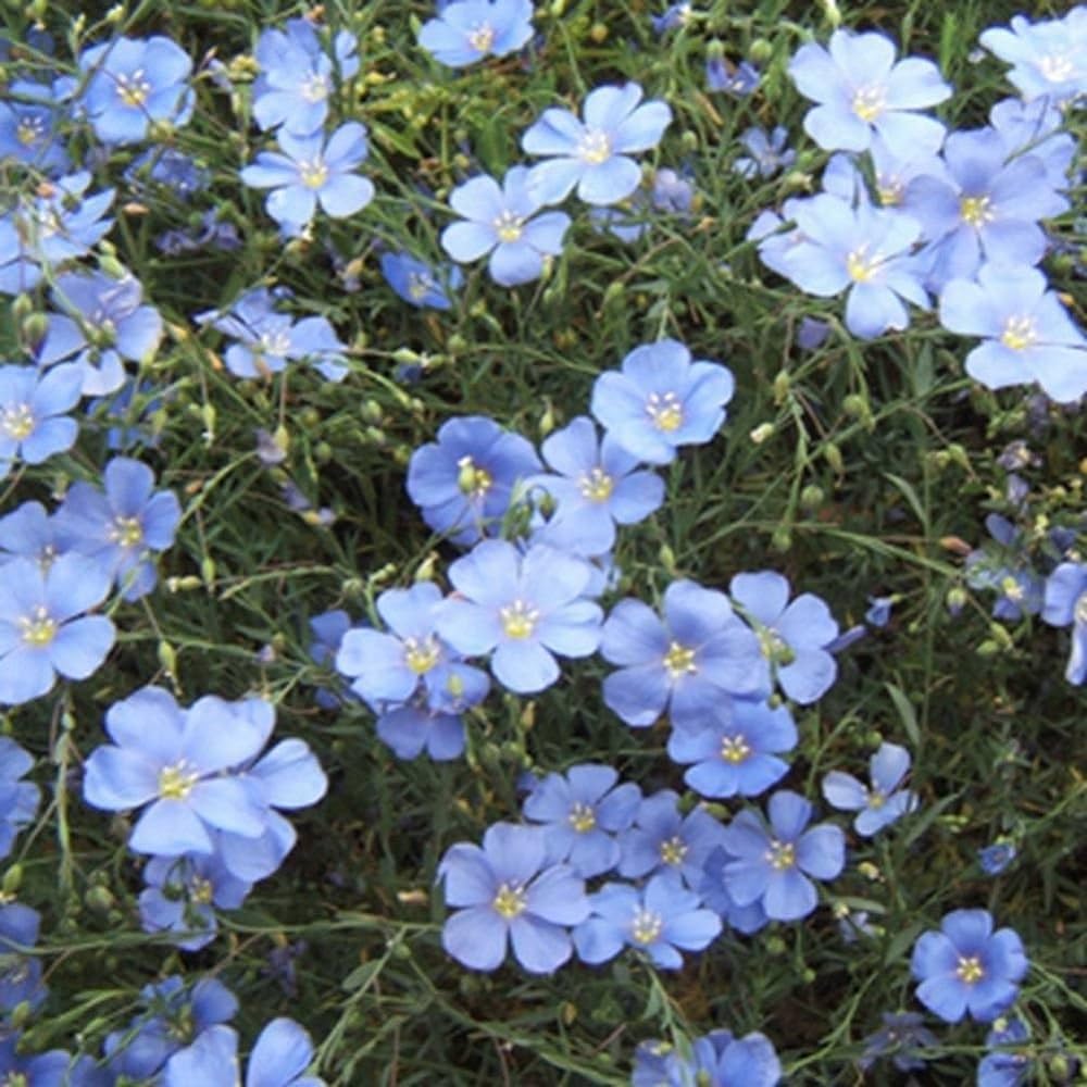 Lino blu flower grown from annual bulk seeds with delicate blue petals and slender stems